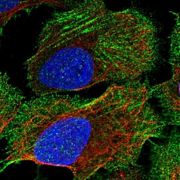 Anti-CORIN antibody produced in rabbit Prestige Antibodies&#174; Powered by Atlas Antibodies, affinity isolated antibody