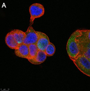 Anti-Flt3 ligand Antibody, clone 5G18 ZooMAb&#174; Rabbit Monoclonal recombinant, expressed in HEK 293 cells