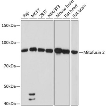 Anti-Mitofusin 2 Antibody, clone 4H10F8, Rabbit Monoclonal