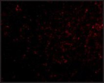 Anti-Grik4 (ab1) antibody produced in rabbit affinity isolated antibody, buffered aqueous solution
