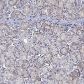 Anti-TMEM97 antibody produced in rabbit Prestige Antibodies® Powered by Atlas Antibodies, affinity isolated antibody, buffered aqueous glycerol solution