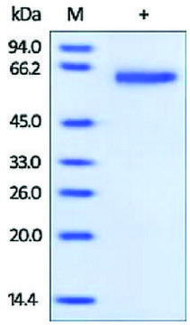 GFRA1/GDNFRA human recombinant, expressed in HEK 293 cells, &#8805;95% (SDS-PAGE)