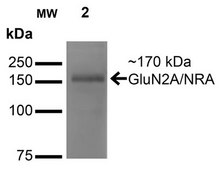 Monoclonal Anti-Sur2A - Percp antibody produced in mouse clone S319A-14, purified immunoglobulin