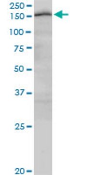 Monoclonal Anti-CUX2 antibody produced in mouse clone 2H8, purified immunoglobulin, buffered aqueous solution