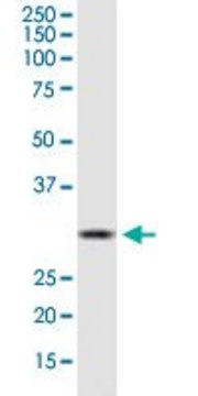 Monoclonal Anti-HSD17B12 antibody produced in mouse clone 4G11, purified immunoglobulin, buffered aqueous solution