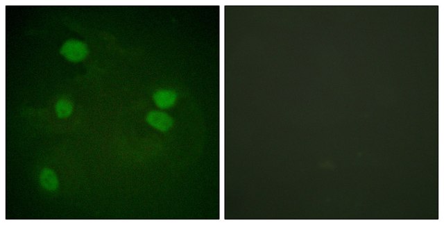 Anti-Histone H3 antibody produced in rabbit affinity isolated antibody