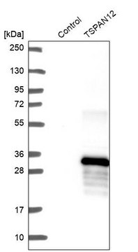 Anti-TSPAN12 antibody produced in rabbit Prestige Antibodies&#174; Powered by Atlas Antibodies, affinity isolated antibody, buffered aqueous glycerol solution