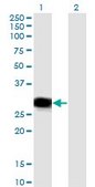 Monoclonal Anti-RBPMS antibody produced in mouse clone 1C12, purified immunoglobulin, buffered aqueous solution