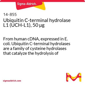 Ubiquitin C-terminal hydrolase L1 (UCH-L1), 50 &#181;g From human cDNA, expressed in E. coli. Ubiquitin C-terminal hydrolases are a family of cysteine hydrolases that catalyze the hydrolysis of amides, esters &amp; thioesters of the C-terminus of ubiquitin.