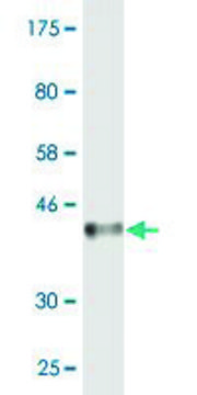 Monoclonal Anti-MCPH1 antibody produced in mouse clone 6F5, purified immunoglobulin, buffered aqueous solution