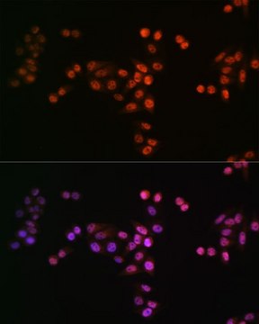 Anti-DROSHA antibody produced in rabbit