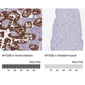 Anti-MYO5B antibody produced in rabbit Prestige Antibodies® Powered by Atlas Antibodies, affinity isolated antibody, buffered aqueous glycerol solution
