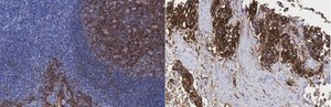 Anti-CD9 Antibody, clone Z9.1 clone Z9.1, from mouse