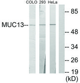 Anti-MUC13 antibody produced in rabbit affinity isolated antibody