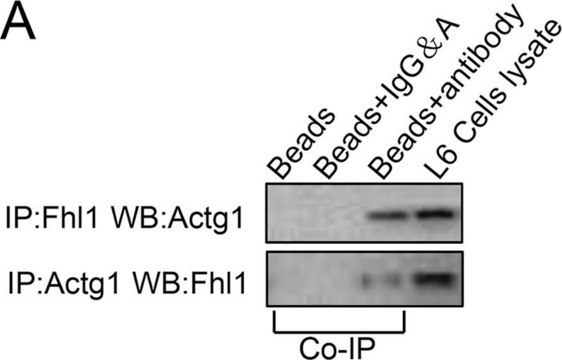 Monoclonal Anti-FHL1 antibody produced in mouse clone 2A9, purified immunoglobulin, buffered aqueous solution