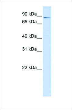 Anti-ZBTB16 antibody produced in rabbit affinity isolated antibody