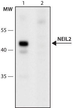 Anti-NEIL2 (276-289) antibody produced in rabbit IgG fraction of antiserum