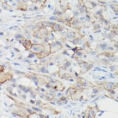 Anti-PD-L1/CD274 antibody produced in mouse