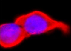 Anti-Synaptophysin antibody, Mouse monoclonal clone SVP-38, purified from hybridoma cell culture