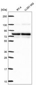 Anti-Pbxip1 Antibody Produced In Rabbit Prestige Antibodies® Powered by Atlas Antibodies, affinity isolated antibody, buffered aqueous glycerol solution