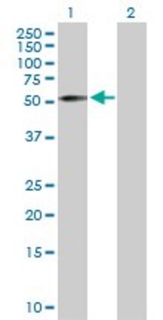 Anti-ZNF136 antibody produced in rabbit purified immunoglobulin, buffered aqueous solution