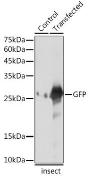 Anti-GFP antibody produced in rabbit