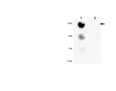 Anti-phospho PPAR alpha (Ser73) from rabbit