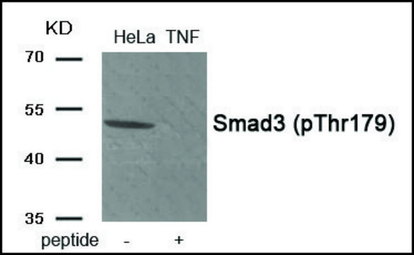 Anti-phospho-Smad3 (pThr179) antibody produced in rabbit affinity isolated antibody