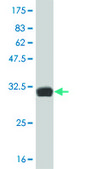 ANTI-HES2 antibody produced in mouse clone 3C2, purified immunoglobulin, buffered aqueous solution