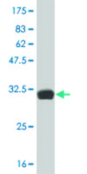 ANTI-HES2 antibody produced in mouse clone 3C2, purified immunoglobulin, buffered aqueous solution