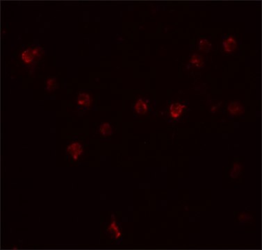 Anti-DDX60 antibody produced in rabbit affinity isolated antibody, buffered aqueous solution