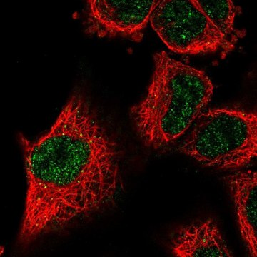 Anti-LOXL2 antibody produced in rabbit Prestige Antibodies&#174; Powered by Atlas Antibodies, affinity isolated antibody