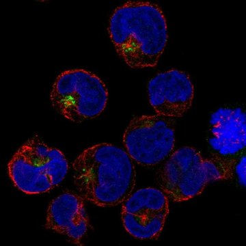 Anti-PRAM1 antibody produced in rabbit Prestige Antibodies&#174; Powered by Atlas Antibodies, affinity isolated antibody