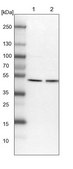 Anti-ATG4A antibody produced in rabbit Prestige Antibodies® Powered by Atlas Antibodies, affinity isolated antibody, buffered aqueous glycerol solution