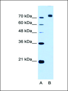 Anti-CORIN antibody produced in rabbit IgG fraction of antiserum