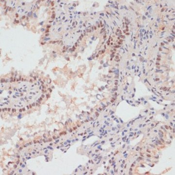 Anti-Phospho-PEA15-S104 antibody produced in rabbit