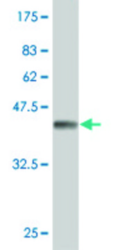 Monoclonal Anti-TPT1, (C-terminal) antibody produced in mouse clone 2C4, purified immunoglobulin, buffered aqueous solution