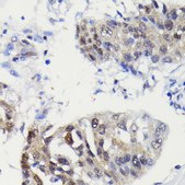Anti-Caspase-3 p12 Antibody, clone 1P3B3, Rabbit Monoclonal