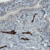 Monoclonal Anti-VWF antibody produced in mouse Prestige Antibodies® Powered by Atlas Antibodies, clone CL1957, purified immunoglobulin, buffered aqueous glycerol solution