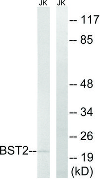 Anti-BST2 antibody produced in rabbit affinity isolated antibody