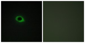 Anti-TENS3 antibody produced in rabbit affinity isolated antibody