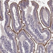 Anti-SLC22A18 antibody produced in rabbit Prestige Antibodies® Powered by Atlas Antibodies, affinity isolated antibody