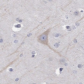 Anti-PCDH11X antibody produced in rabbit Prestige Antibodies&#174; Powered by Atlas Antibodies, affinity isolated antibody, buffered aqueous glycerol solution