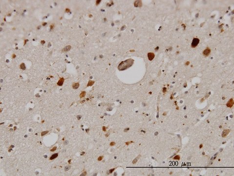 Monoclonal Anti-PTN antibody produced in mouse clone 5C3, purified immunoglobulin, buffered aqueous solution