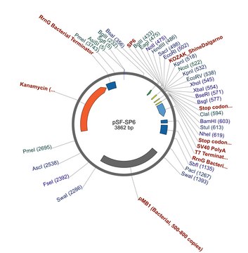 PSF-SP6 - SP6 PROMOTER PLASMID plasmid vector for molecular cloning