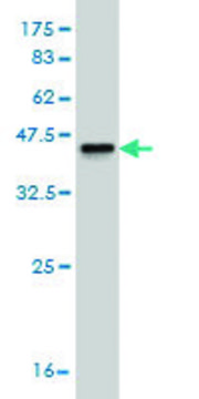 Monoclonal Anti-SHBG antibody produced in mouse clone 5E6, purified immunoglobulin, buffered aqueous solution