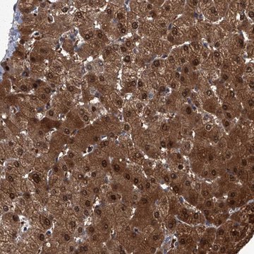 Anti-ZNF274 antibody produced in rabbit Prestige Antibodies&#174; Powered by Atlas Antibodies, affinity isolated antibody, buffered aqueous glycerol solution