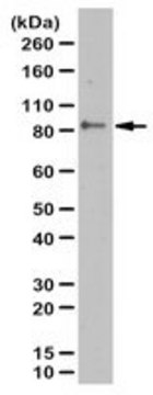 Anti-phospho Mitofusin2 Antibody (Ser442)