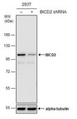Monoclonal Anti-BICD2 antibody produced in mouse clone GT10811, affinity isolated antibody