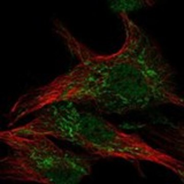 Anti-WDR26 antibody produced in rabbit Prestige Antibodies&#174; Powered by Atlas Antibodies, affinity isolated antibody, buffered aqueous glycerol solution